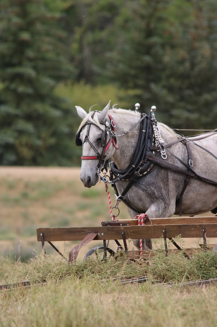 horse equipment