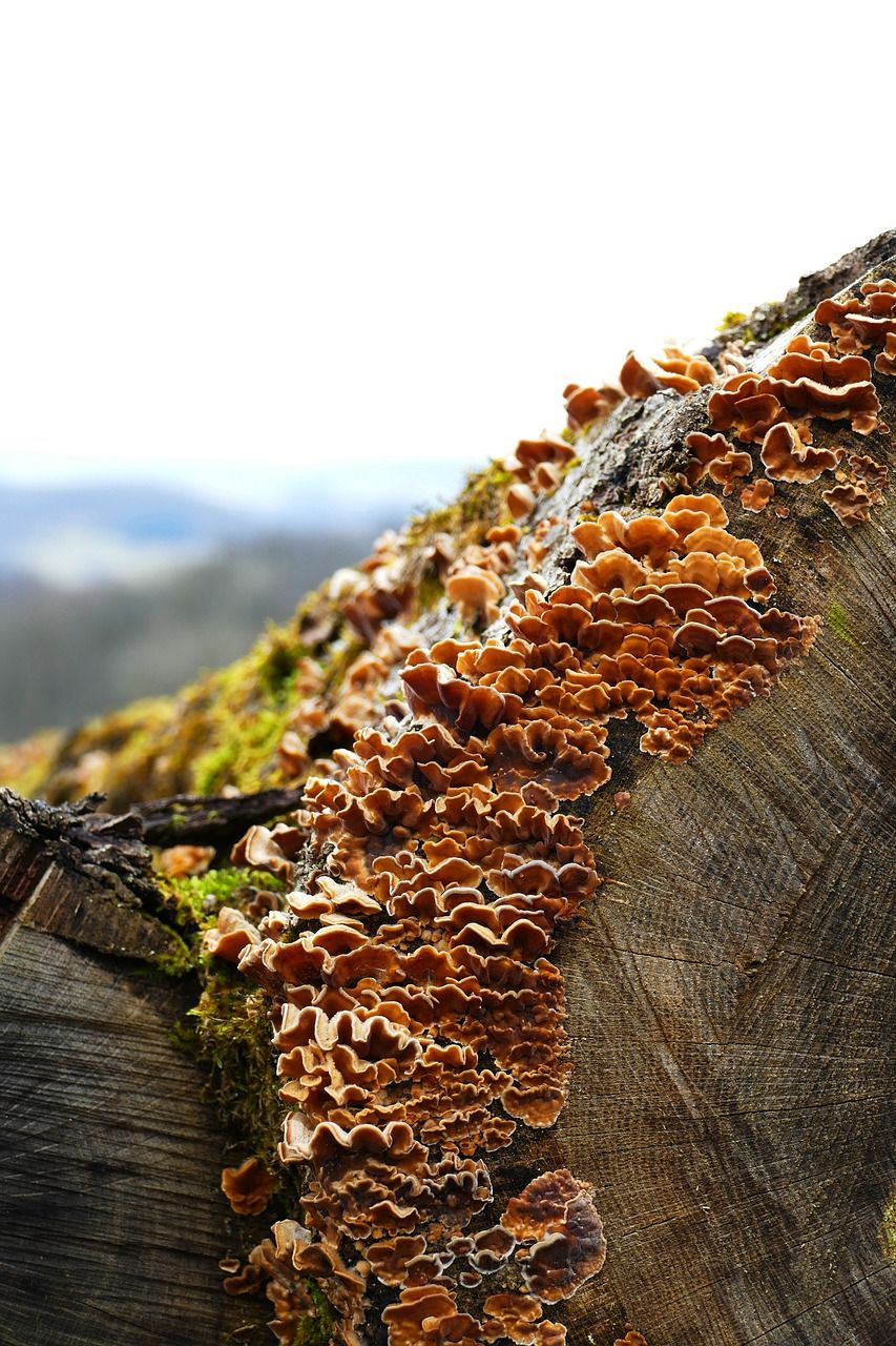 tree felling