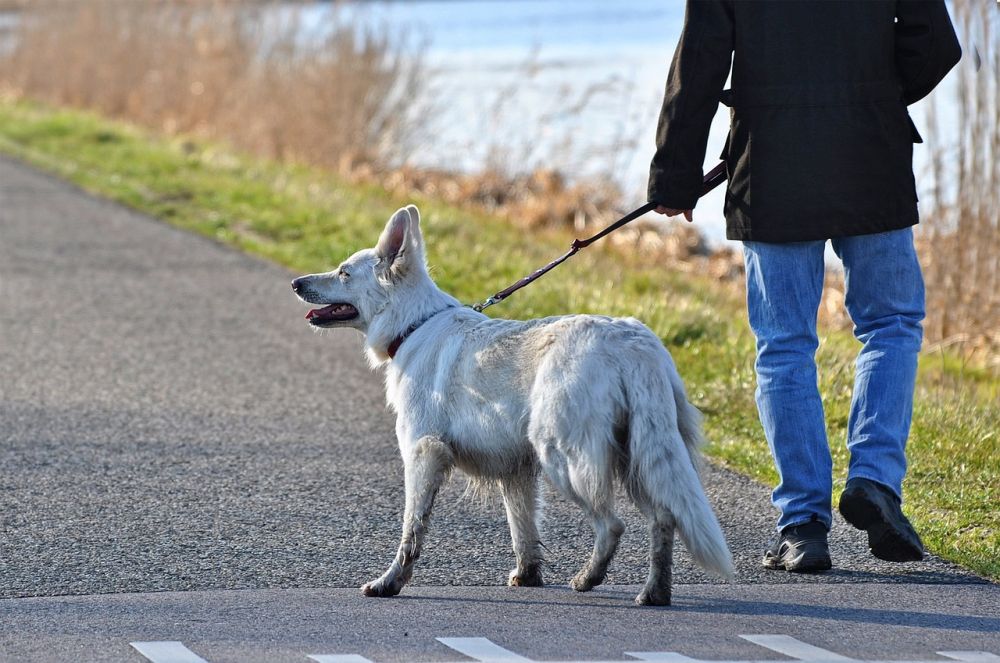 flexliner hund