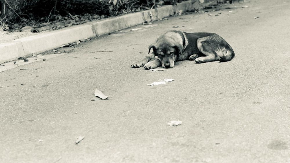 blog