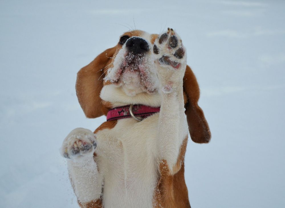 dækkener til hunde