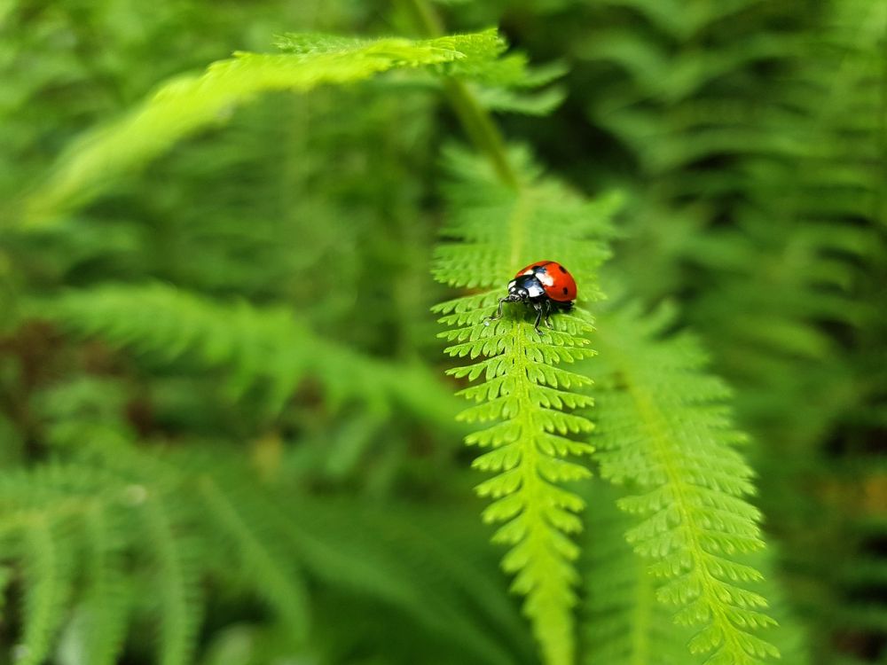 the rainforest