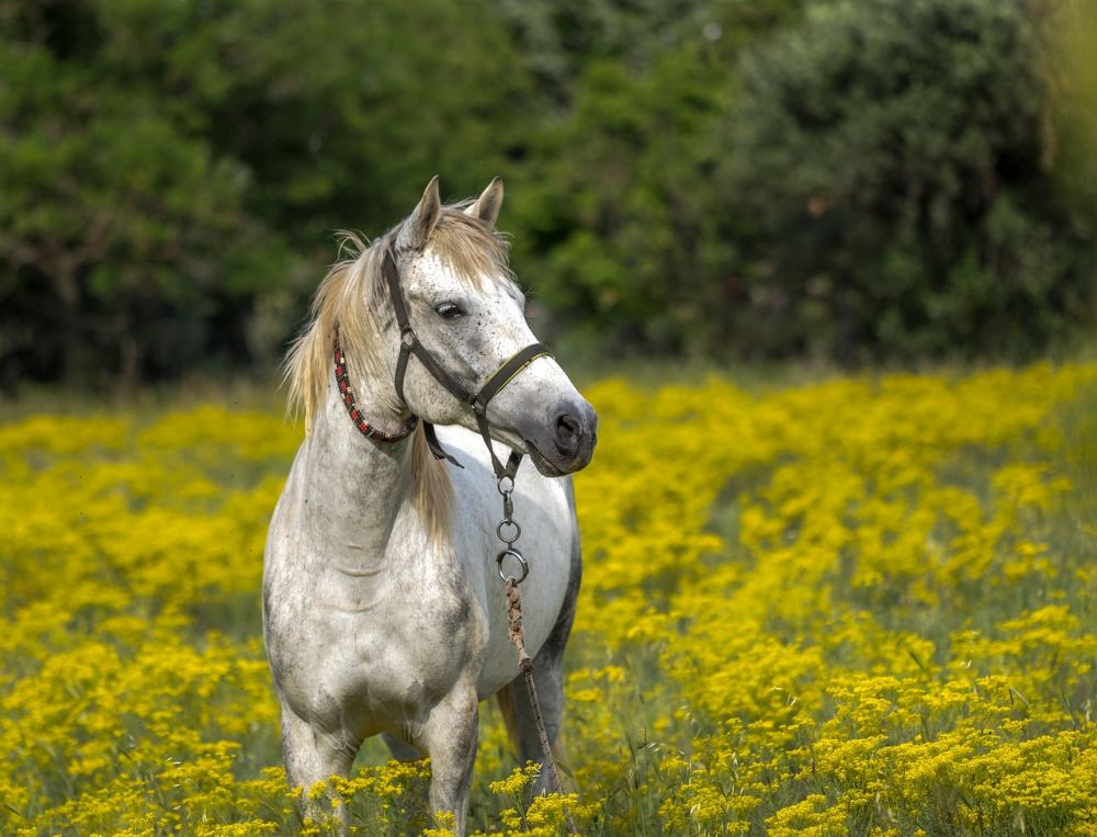 hva koster en hest