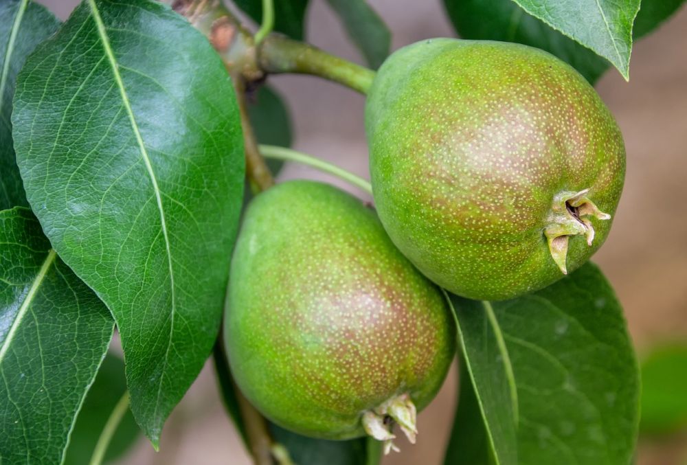 Så väljer du de bästa fruktträden för det svenska klimatet