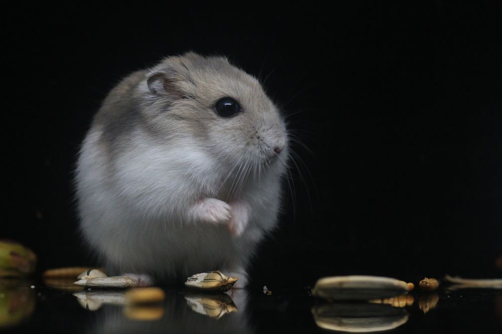 hamster