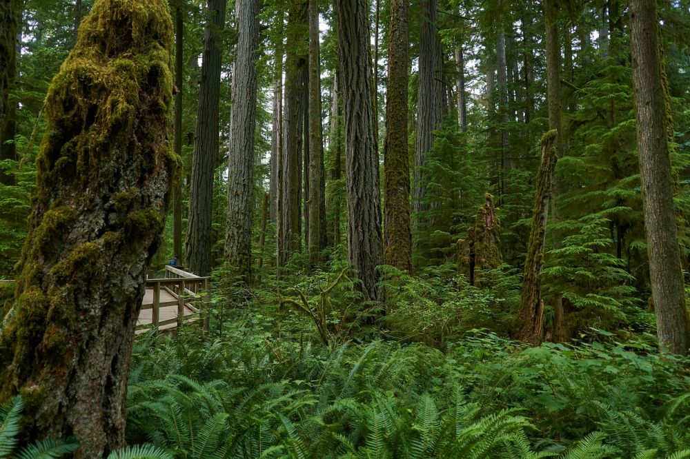 the rainforest
