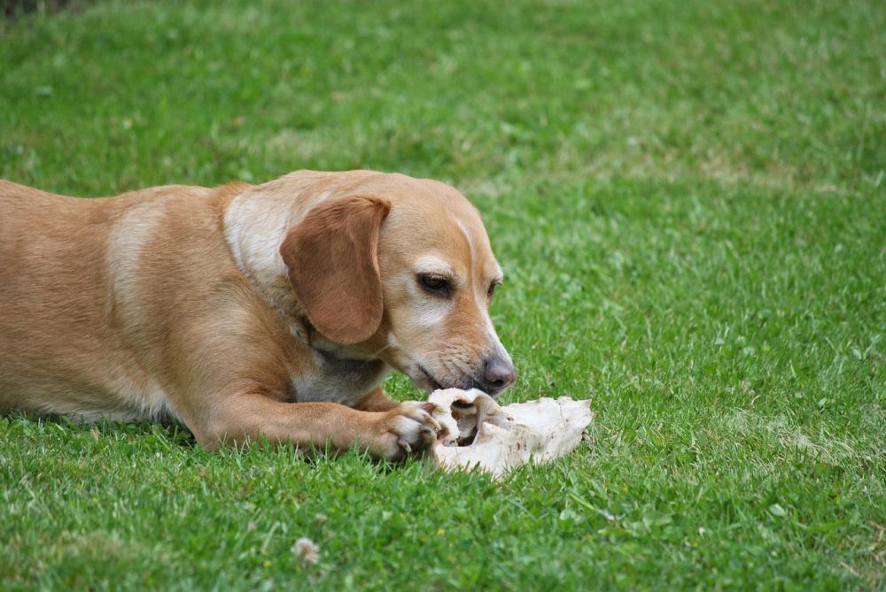 k&oslash;dben hund