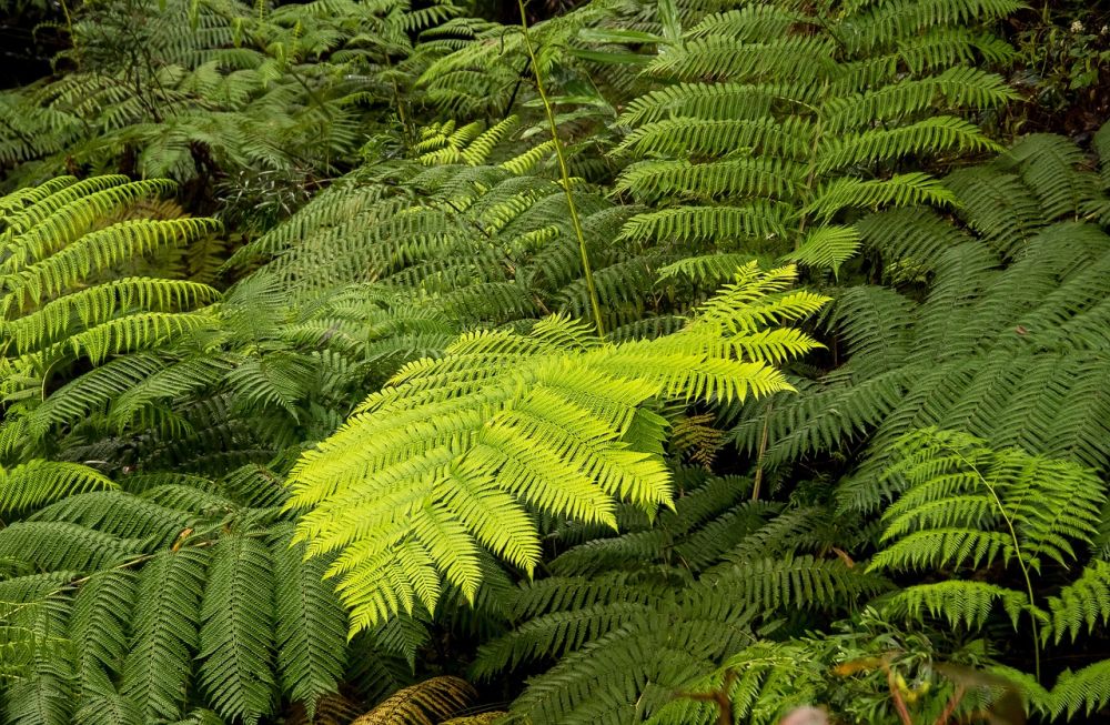 the rainforest