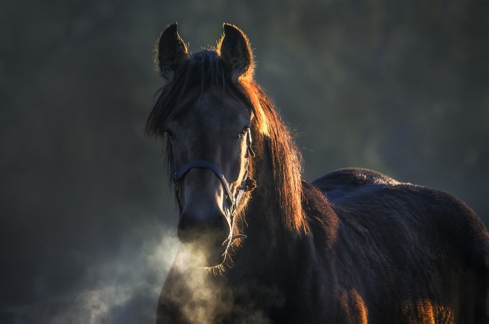 horses