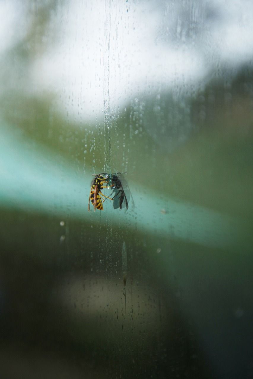 Insektsnät – för sommarnätterna med öppet fönster