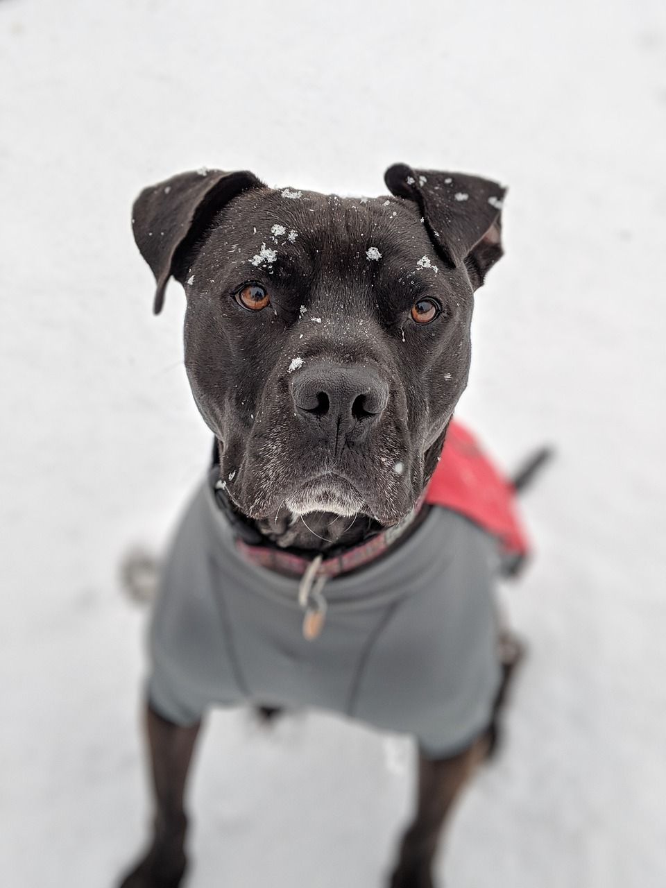 dækkener til hunde