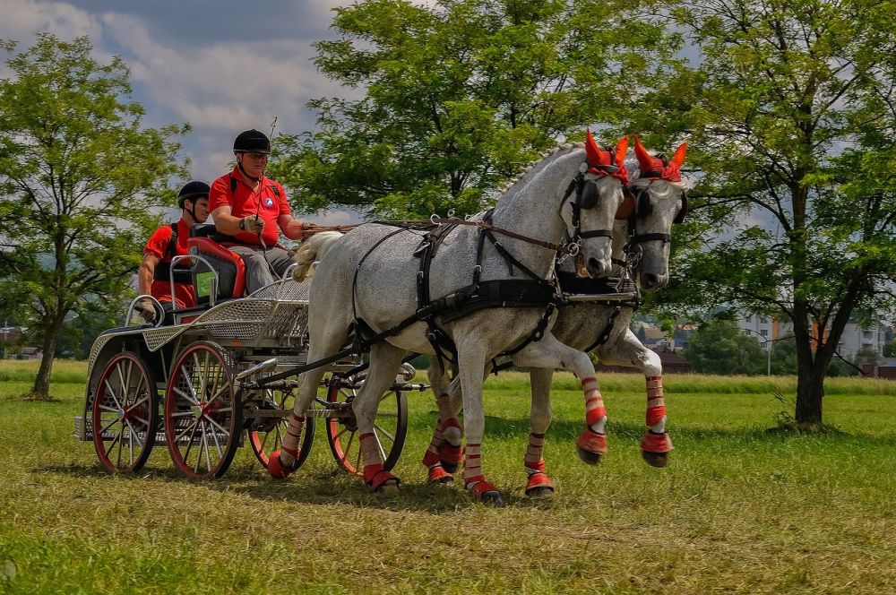 horse equipment