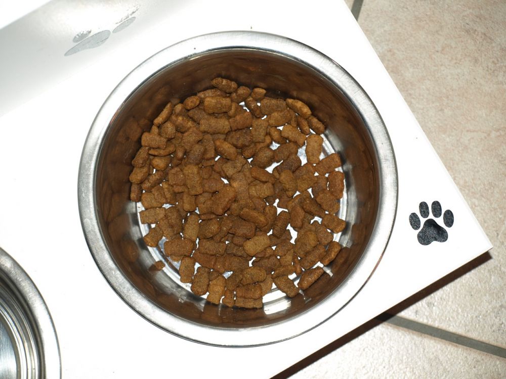 dog bowls
