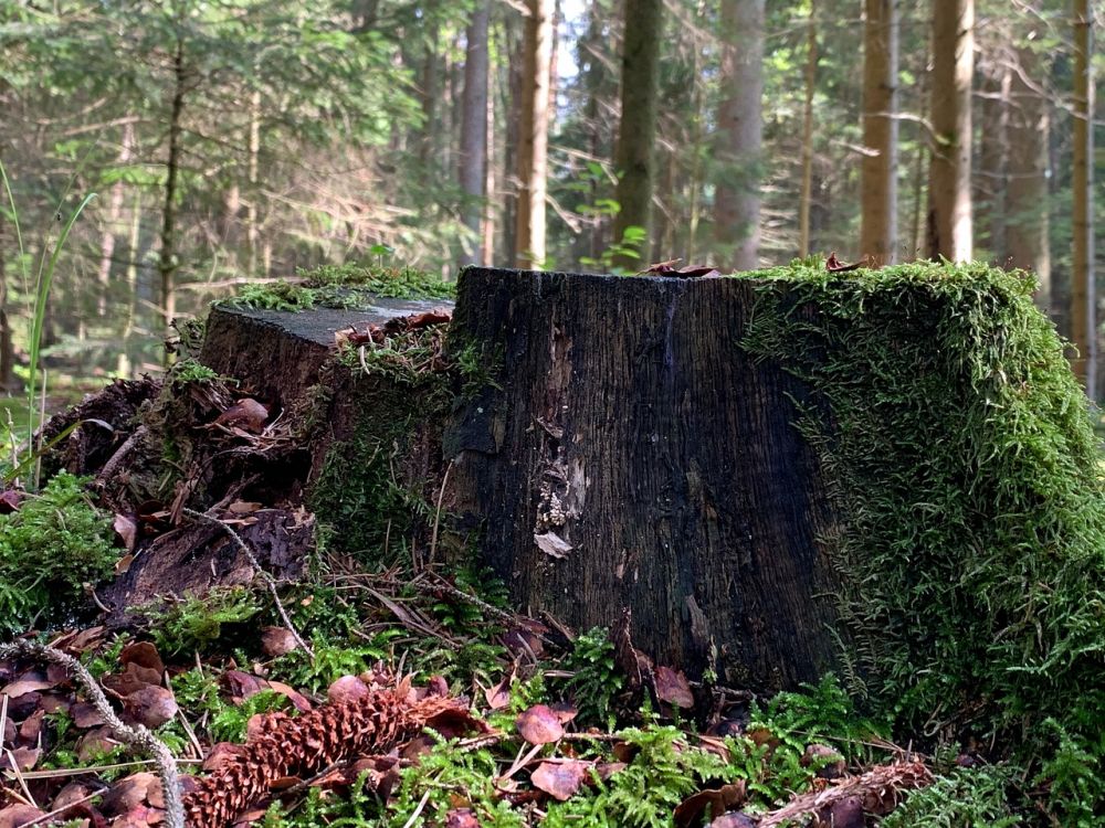 stump grinding