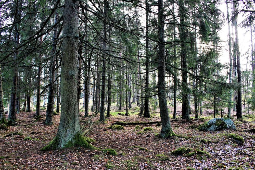 vandra i Grövelsjön