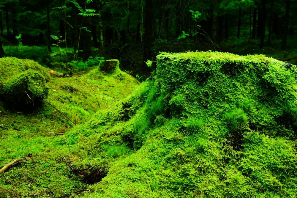 Wilderness