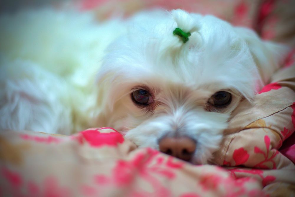 dog bed