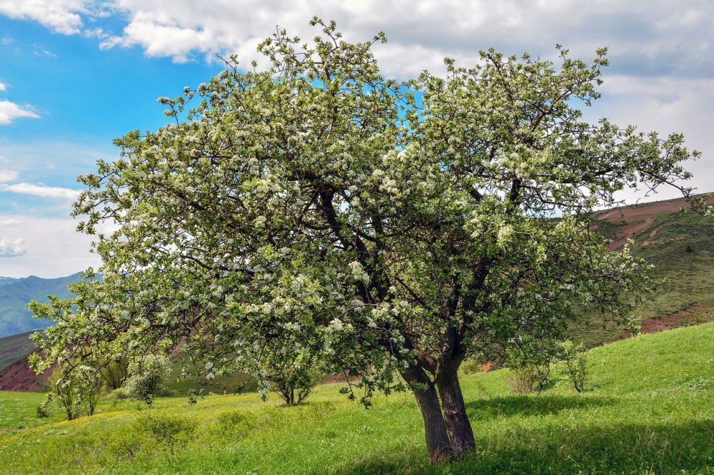 beskæring i Viborg