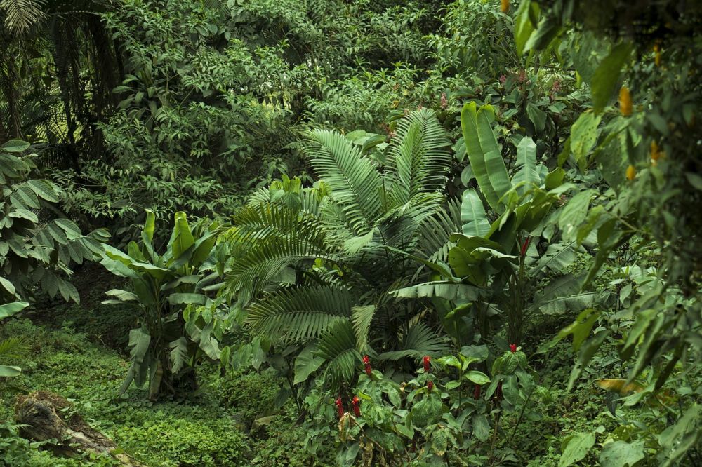 the rainforest