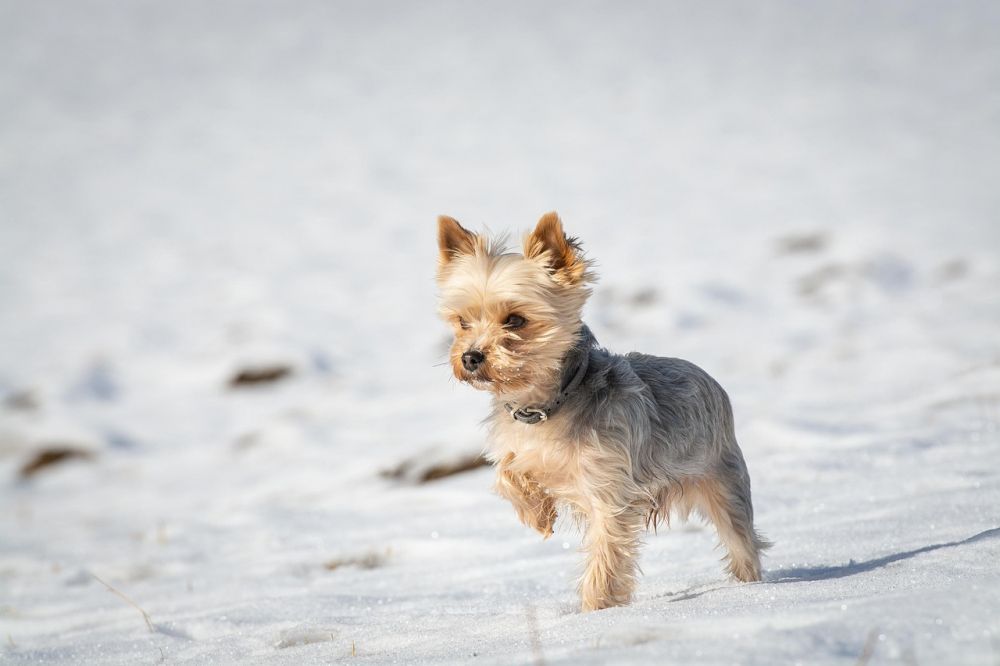 d&aelig;kkener til hunde