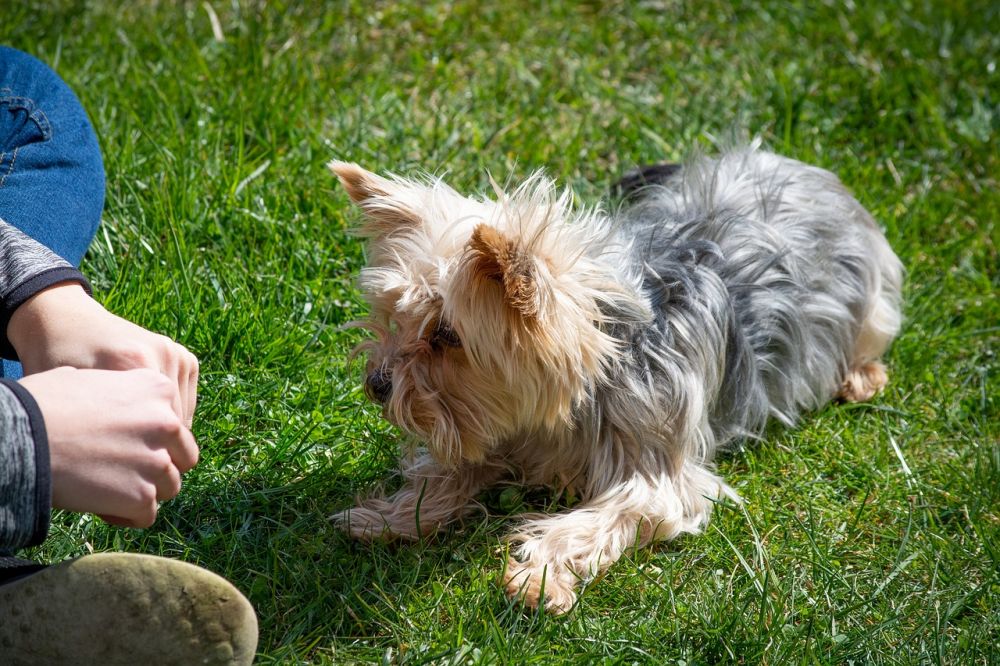 dog training