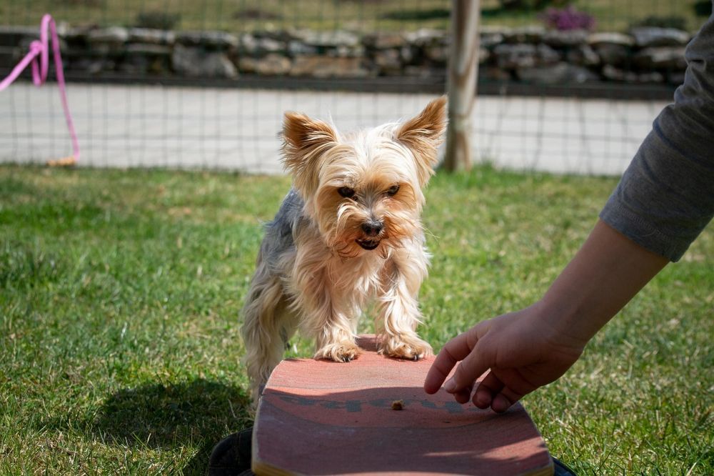 hundetræning