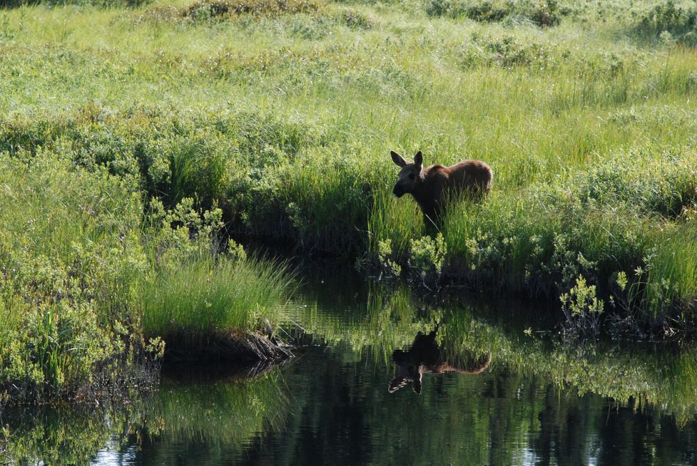 Moose park