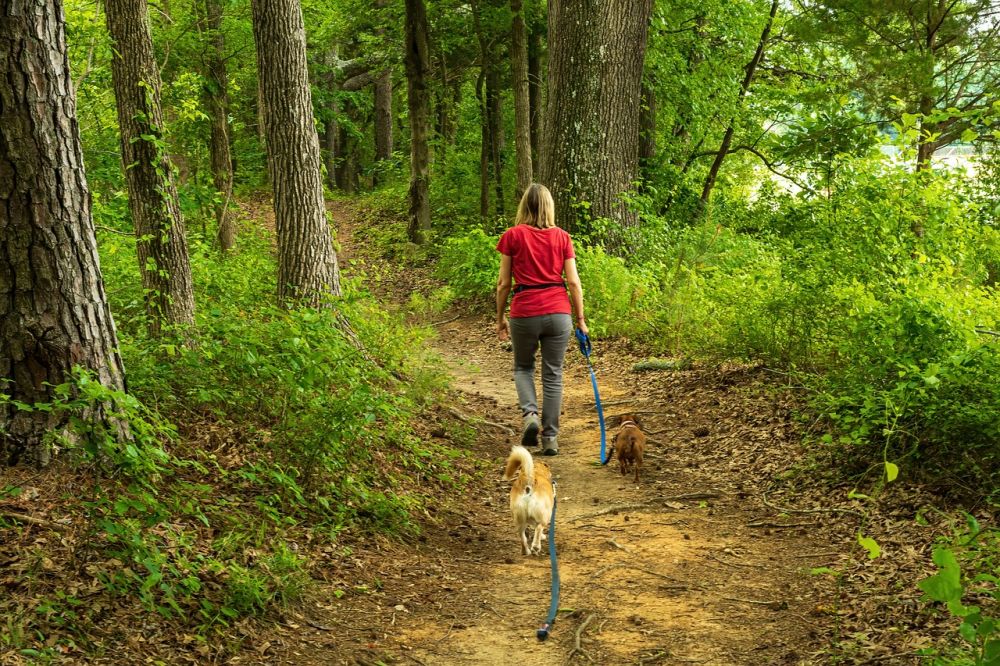 dog walker