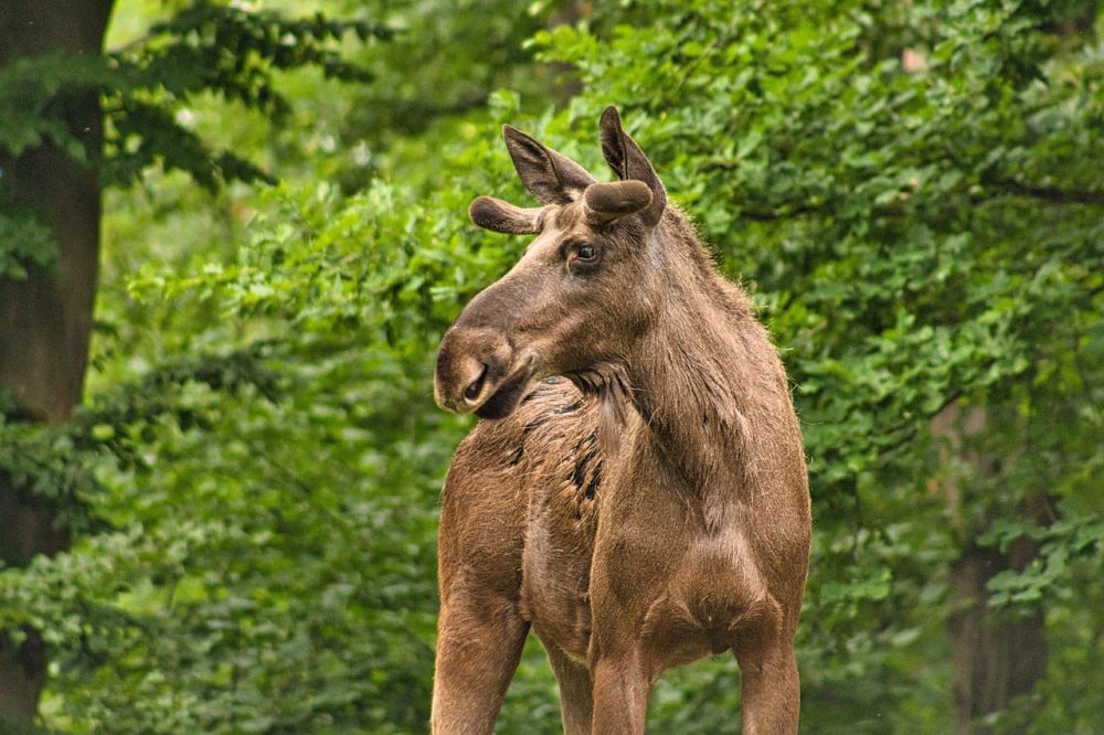 Moose park