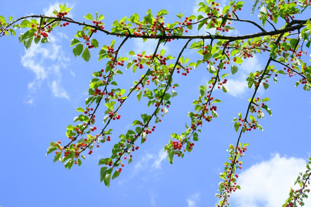 Arborist