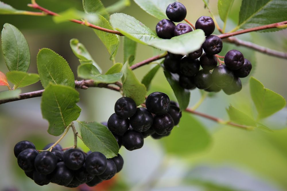 Aronia produkter