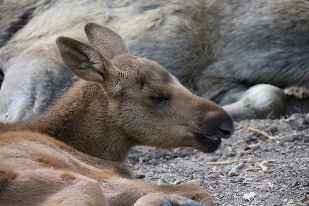 Moose park