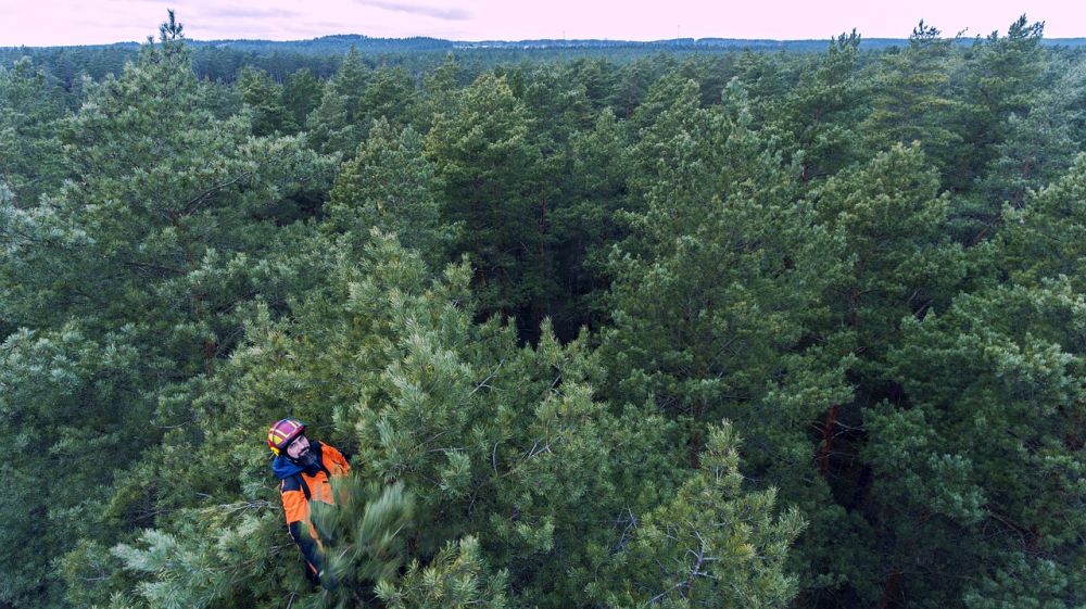 Arborist