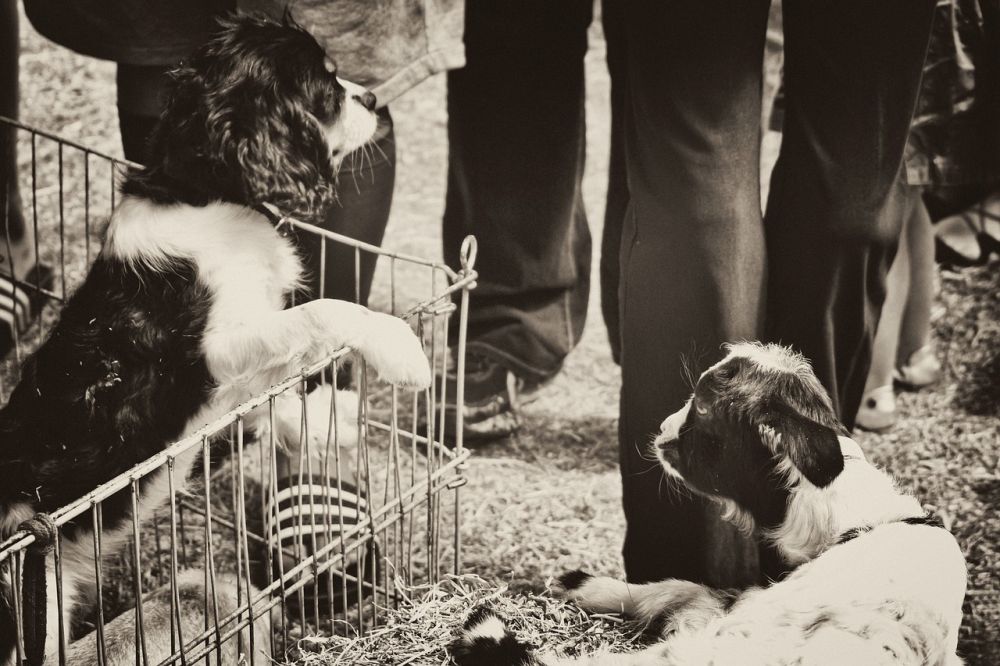 dog cage