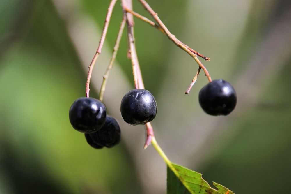 Aronia shot