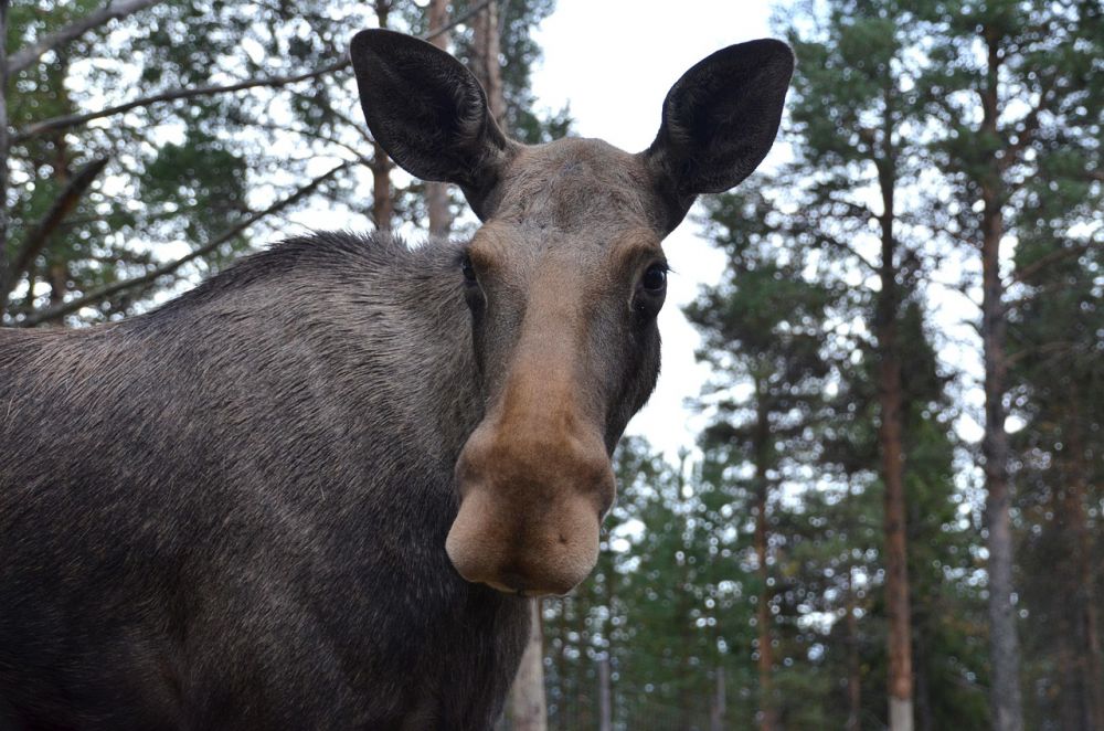 Moose park