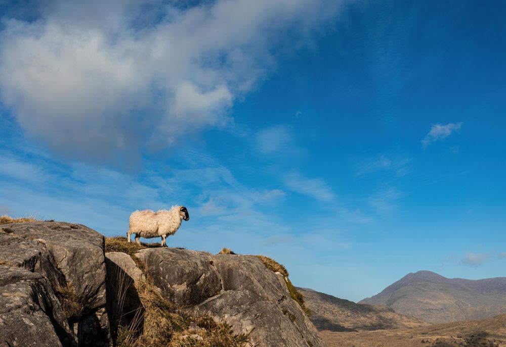 Fra Dublin til Cork: Oplev Irlands mest spektakulære togrejser