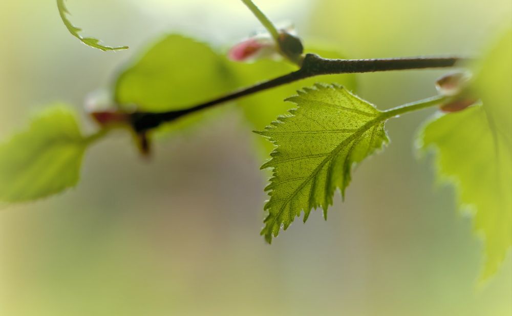 Arborist lerum