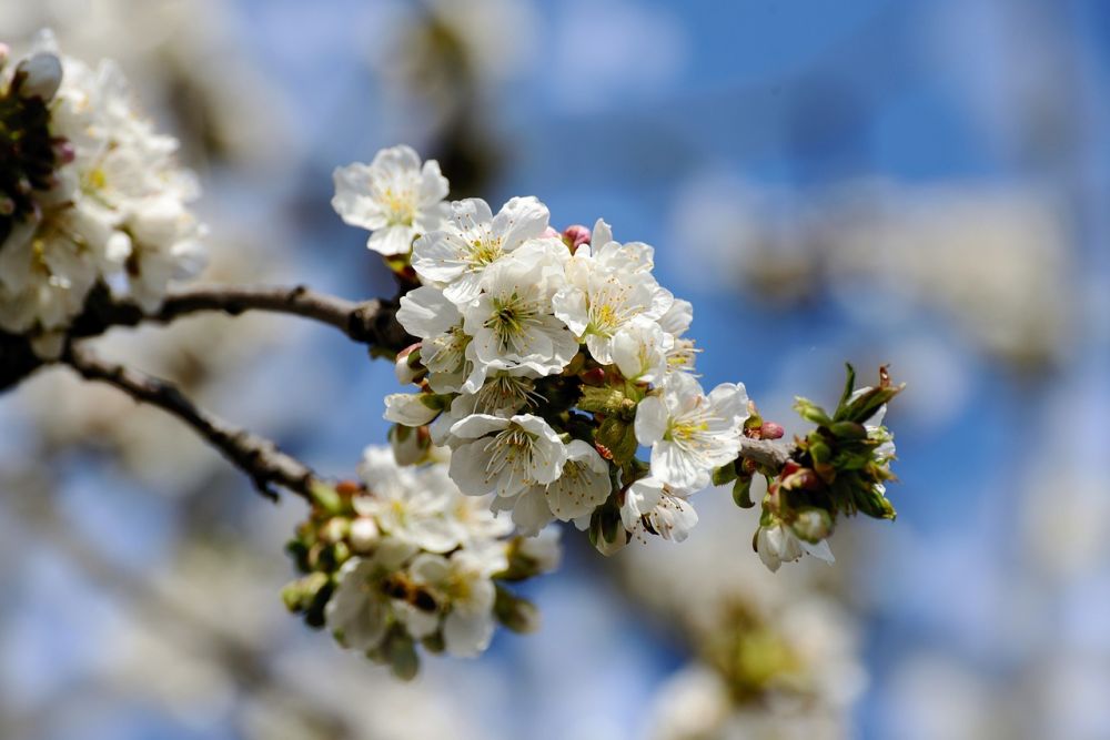 arborist uppsala