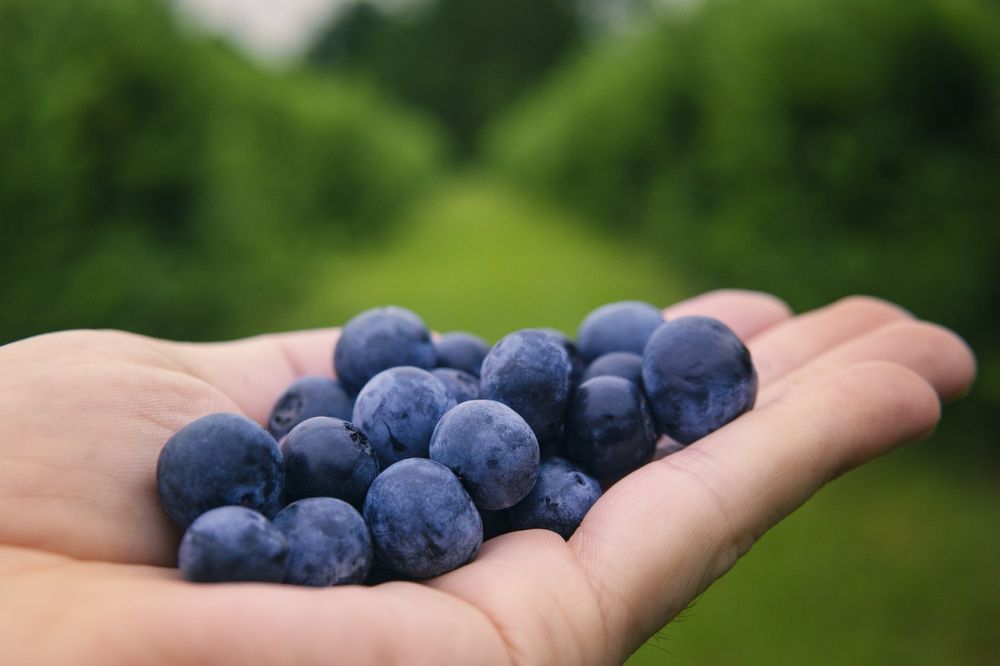 Optimsm | Hvordan svovel, vitamin C og blåbær hjelper deg