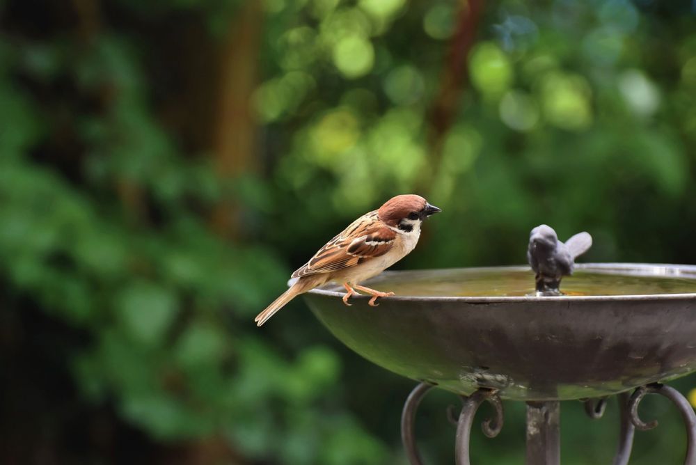 Så bygger du ett fågelbad för trädgården: DIY-guide