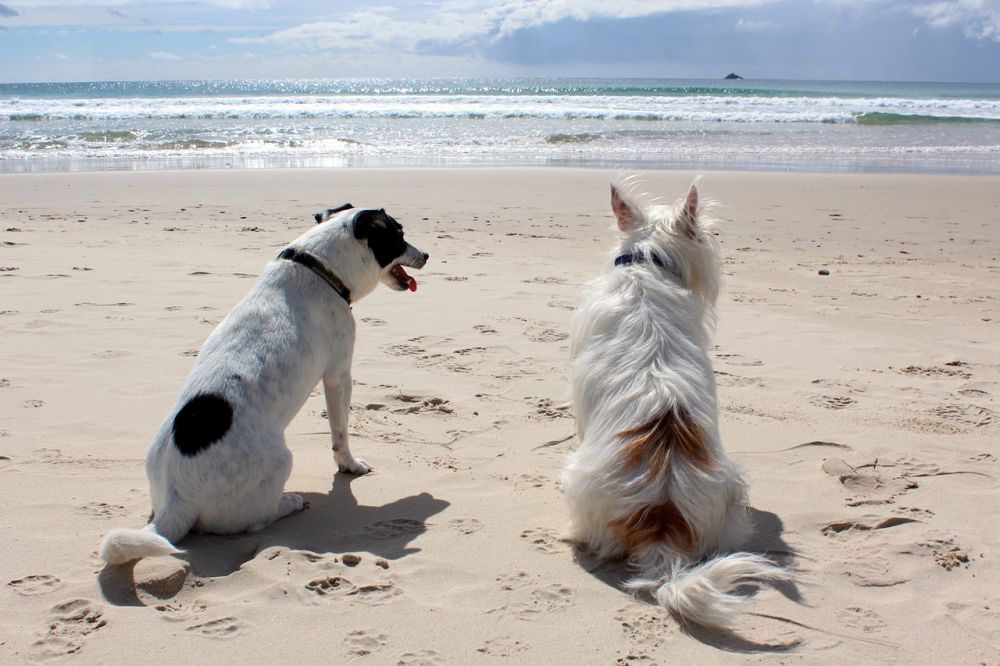 Ferie med hund – gode tips til dig der gerne vil rejse med din hund