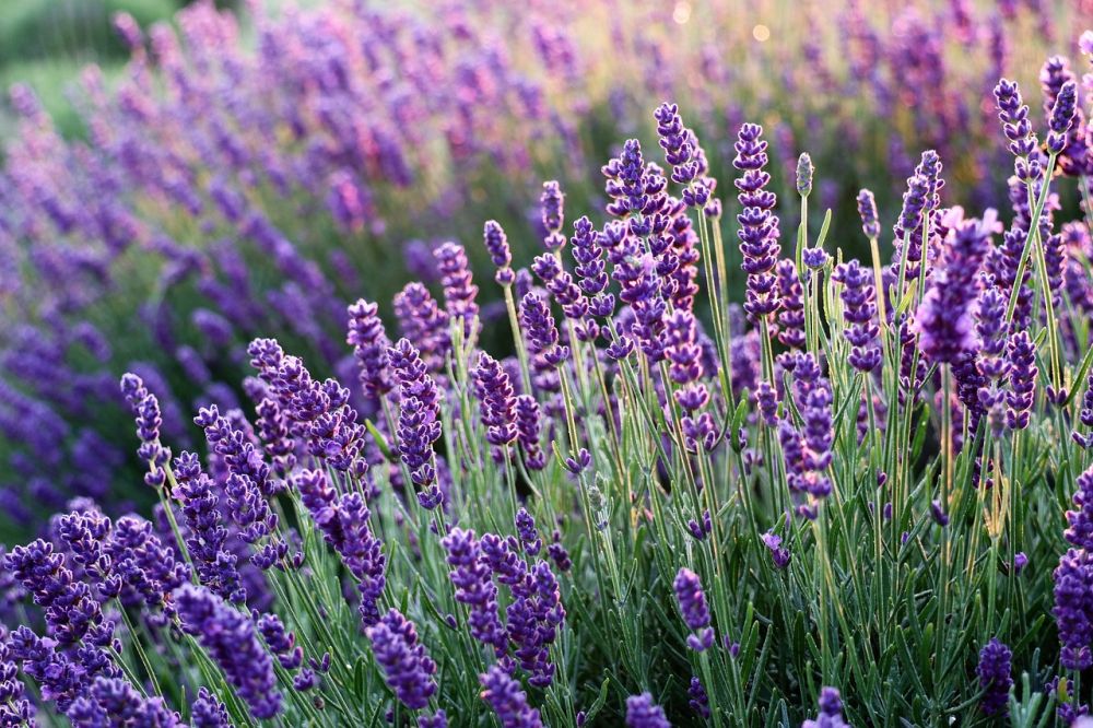 De bästa växterna för sommarblomning i Sverige