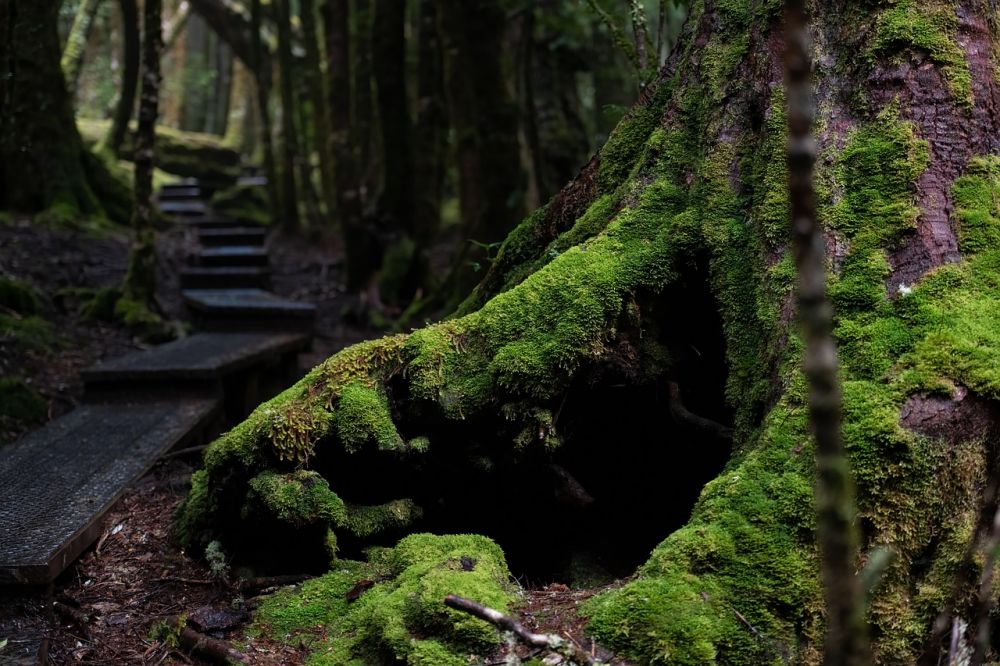the rainforest