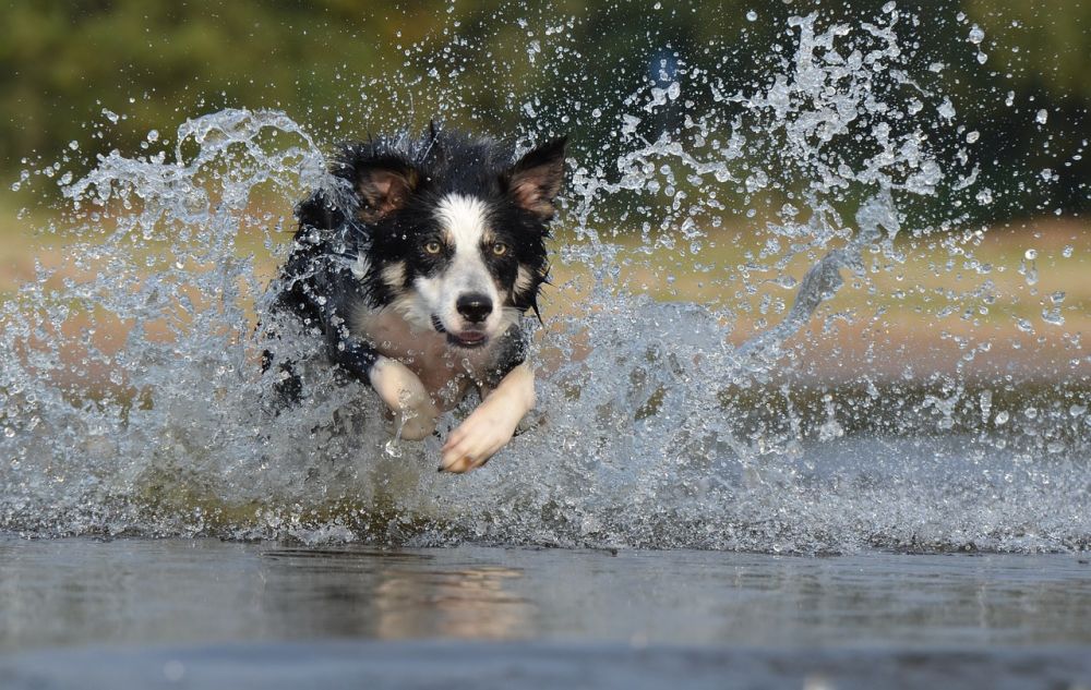 Køl din hund ned i sommervarmen