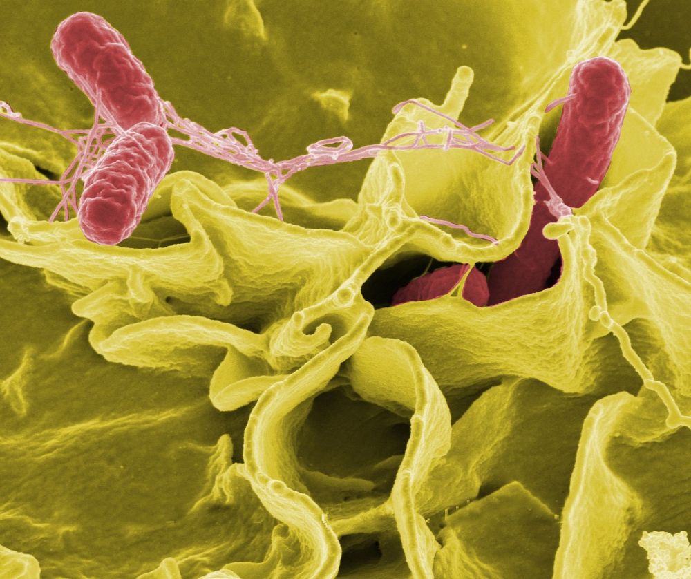 Salmonella provtagning