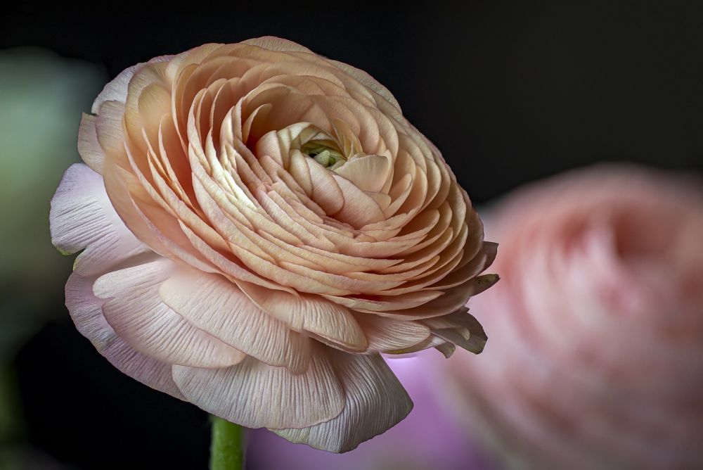 blommor Helsingborg