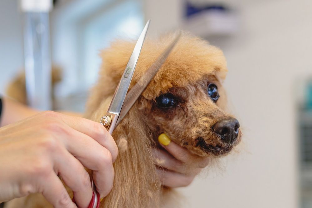 klippemaskiner til hund