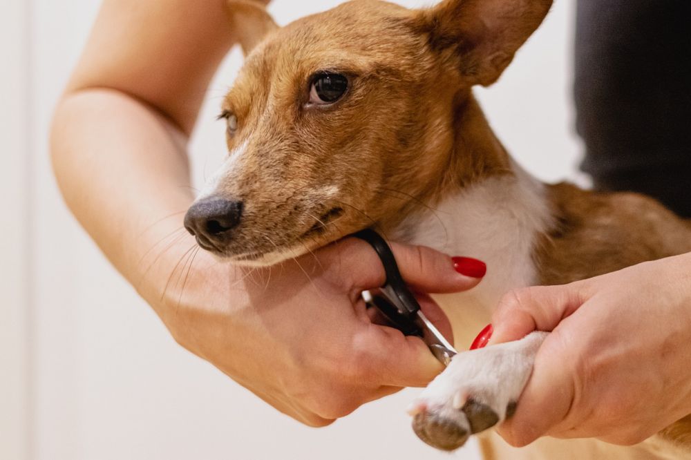 klippemaskiner til hund