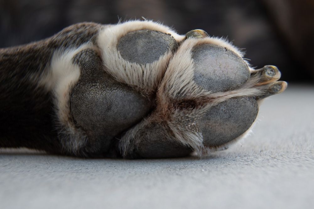 potetrimmer til hunde